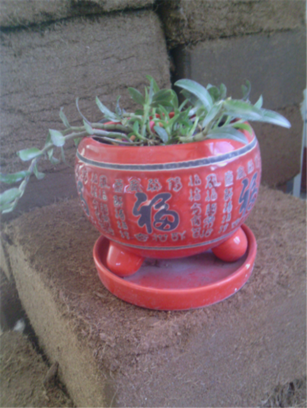 c鿴Ԕ(x)Ϣ(bio)}Herba Dendrodii Pot Seedlings xΔ(sh)2542