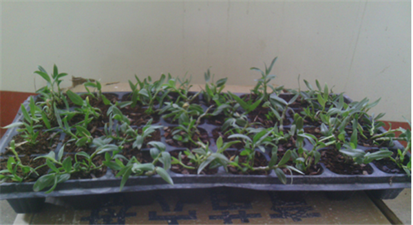 c鿴Ԕ(x)Ϣ(bio)}Herba Dendrodii Plug Seedlings xΔ(sh)2684